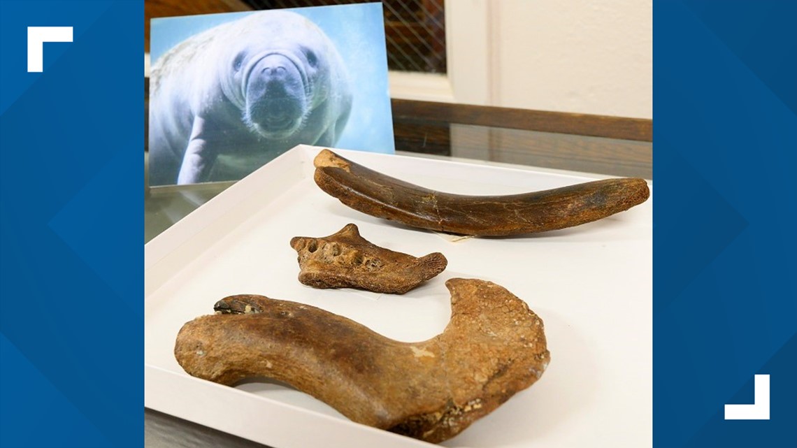 Manatee bones and picture